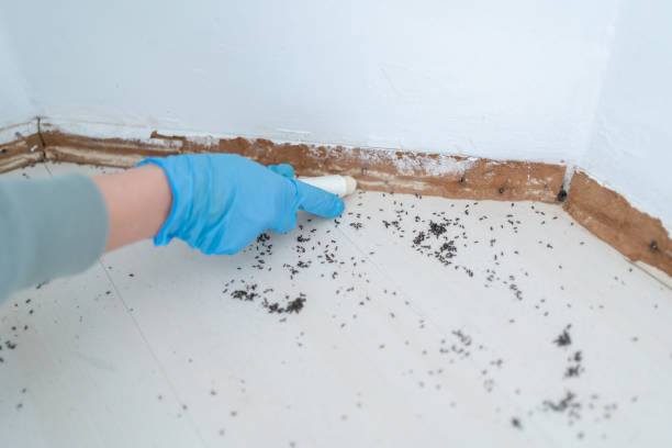 Best Pest Control for Homes  in Cedar Point, NC